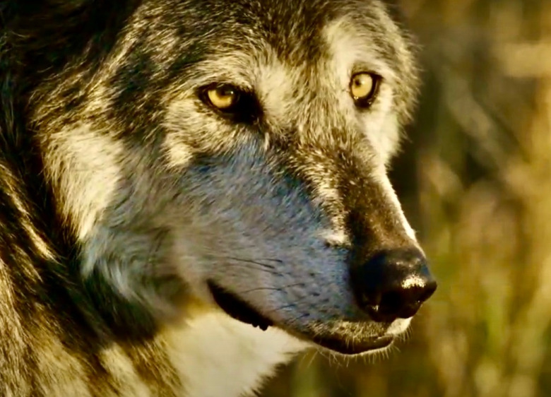 The Real Story Of Wolves On Ted Turner’s Montana Ranch