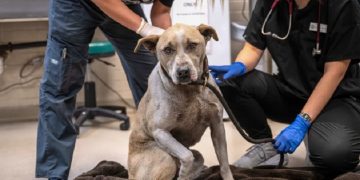 Young-Williams Animal Center Seeks Foster Families for Evacuated Dogs from Los Angeles Wildfires