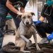 Young-Williams Animal Center Seeks Foster Families for Evacuated Dogs from Los Angeles Wildfires