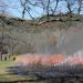 Prescribed Burn Planned for Cades Cove in Great Smoky Mountains National Park